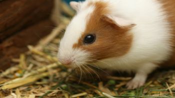 Adopt a guinea pig pets store at home